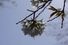 いつもの花見スポットで