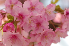 河津桜2020