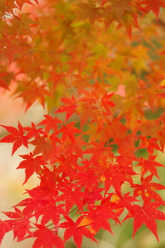 紅葉狩り2019