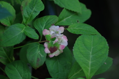 庭紫陽花