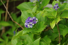梅雨と紫陽花