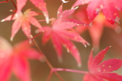 伊藤公記念公園の紅葉