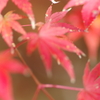 伊藤公記念公園の紅葉