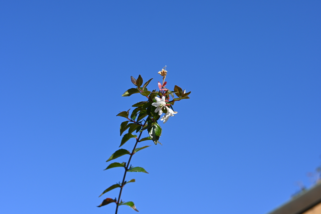 スポーツ公園内でウォーキング撮影