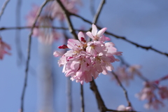 いつもの花見スポットで