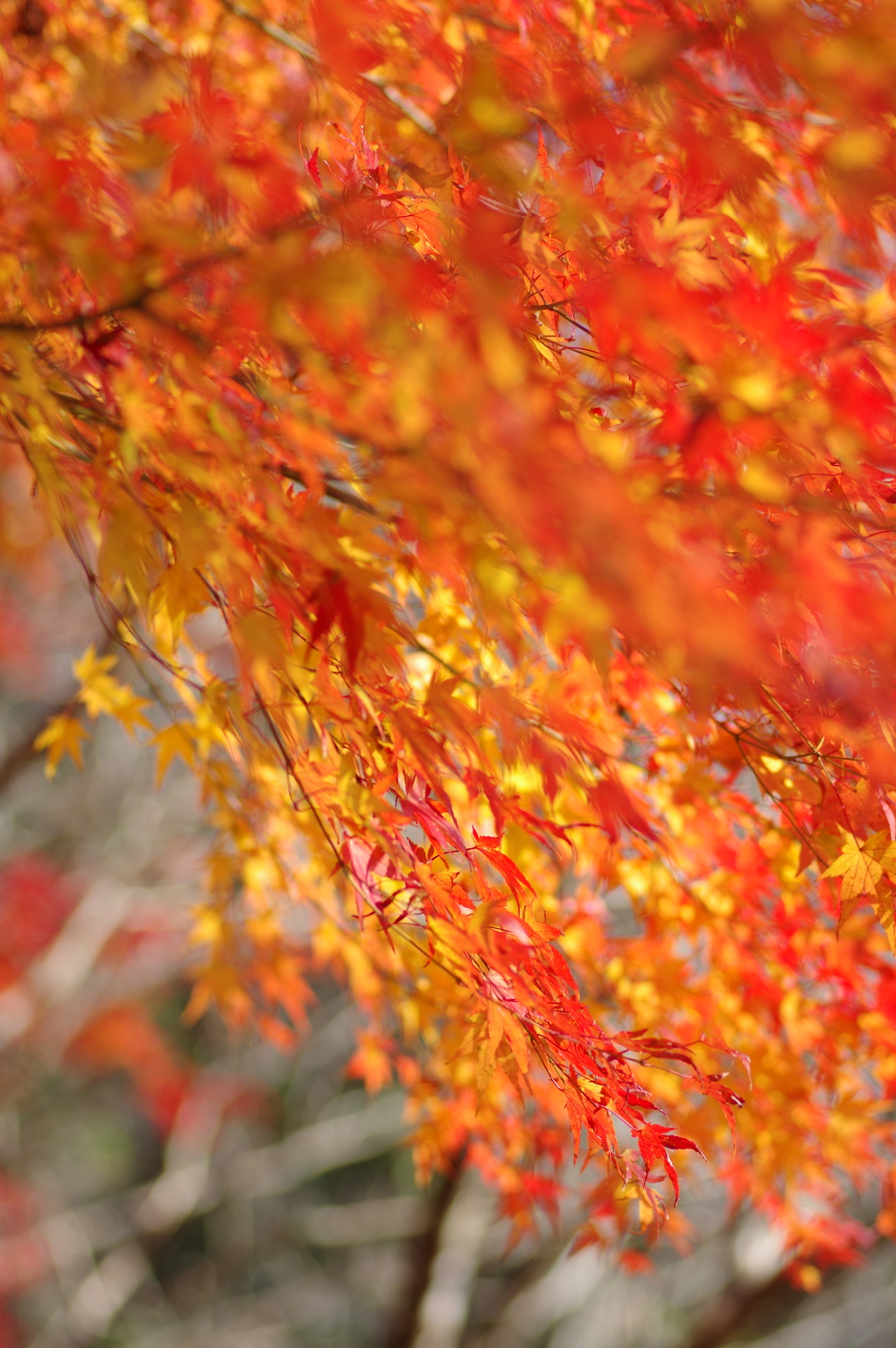 伊藤公記念公園の紅葉