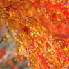 伊藤公記念公園の紅葉