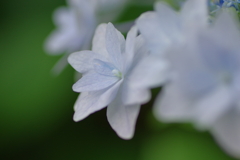 実家庭の紫陽花