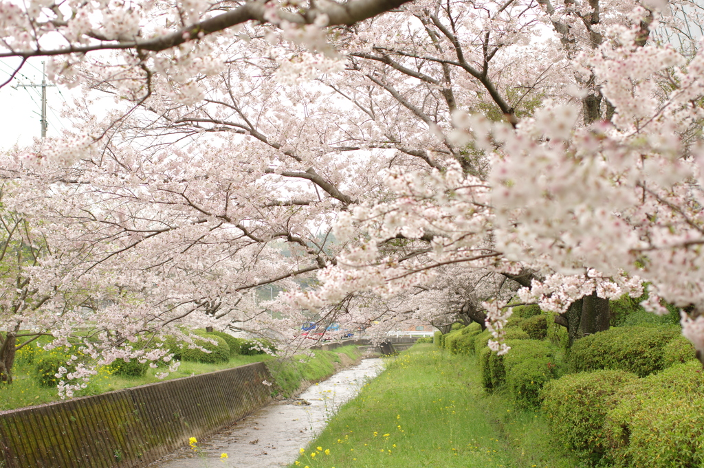 雨上がりお花見2021