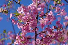 河津桜2020