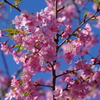 河津桜2020