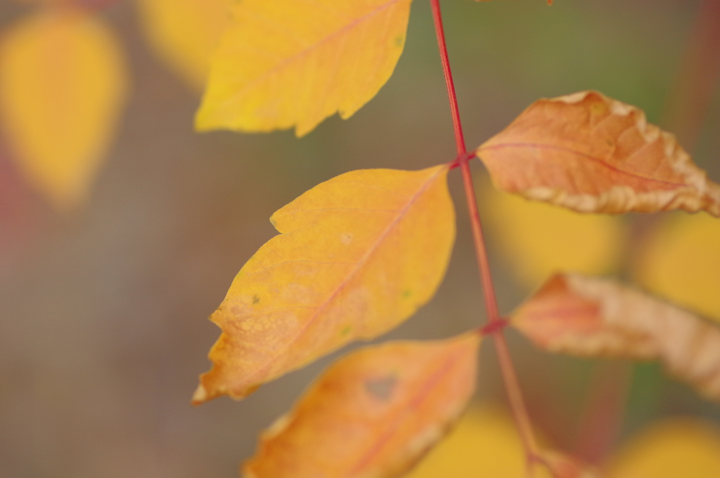カメラ２台を抱えて紅葉終わり