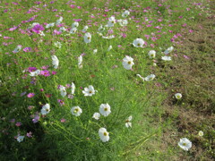コンデジでカメラ練習中