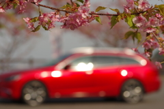 河津桜とソウルレッド