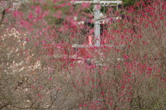 仕事帰りに梅園散策