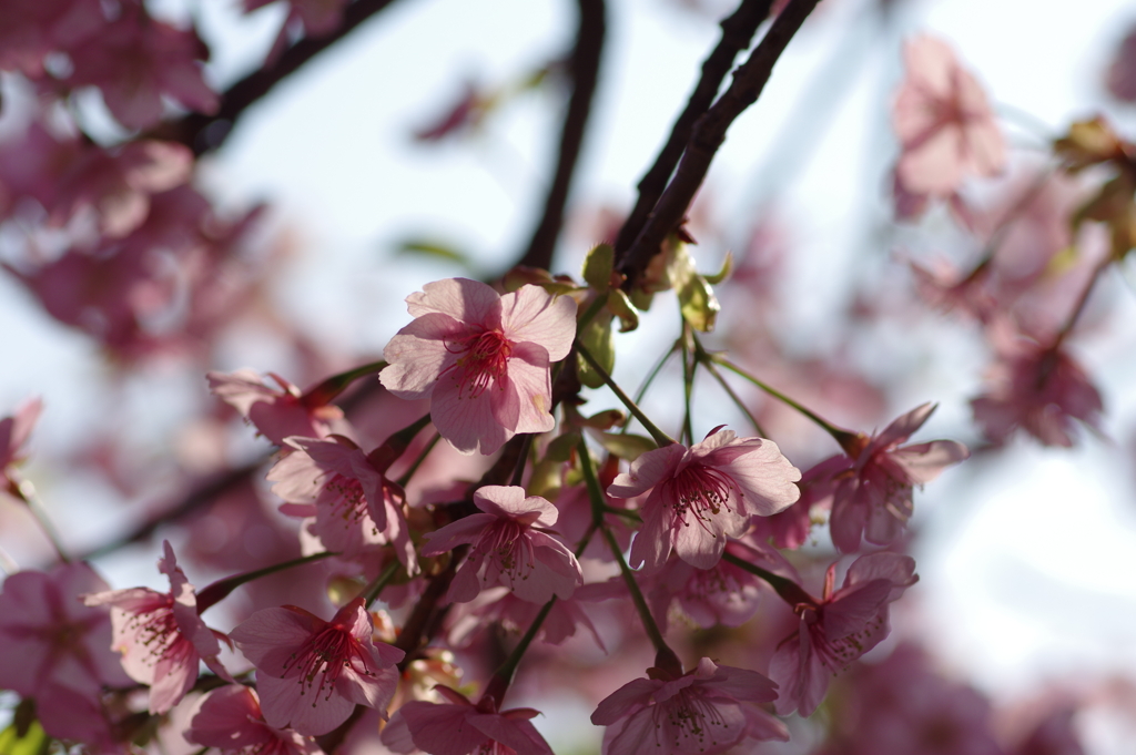 遅咲き河津桜