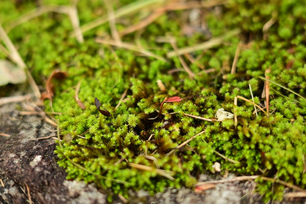 夫婦で紅葉狩り