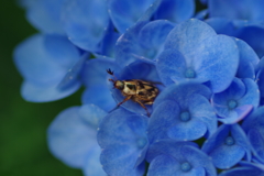 紫陽花からひょっこり