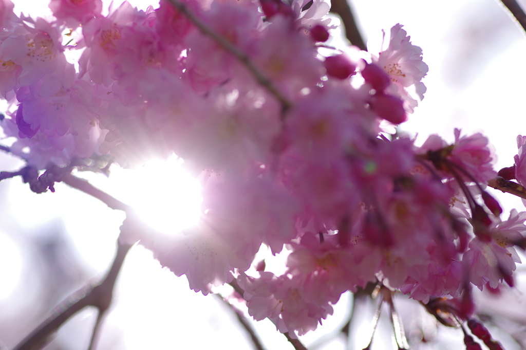 朝の花見