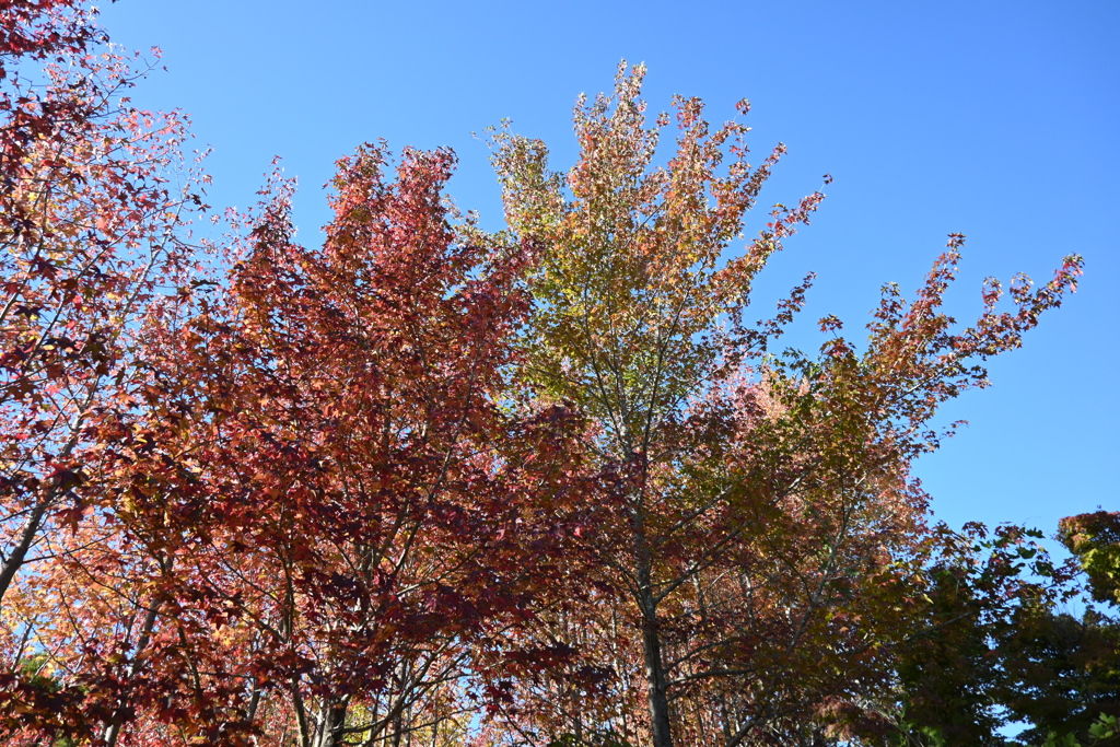 スポーツ公園内でウォーキング撮影