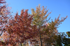 スポーツ公園内でウォーキング撮影