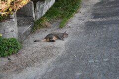 一眼練習猫撮りW