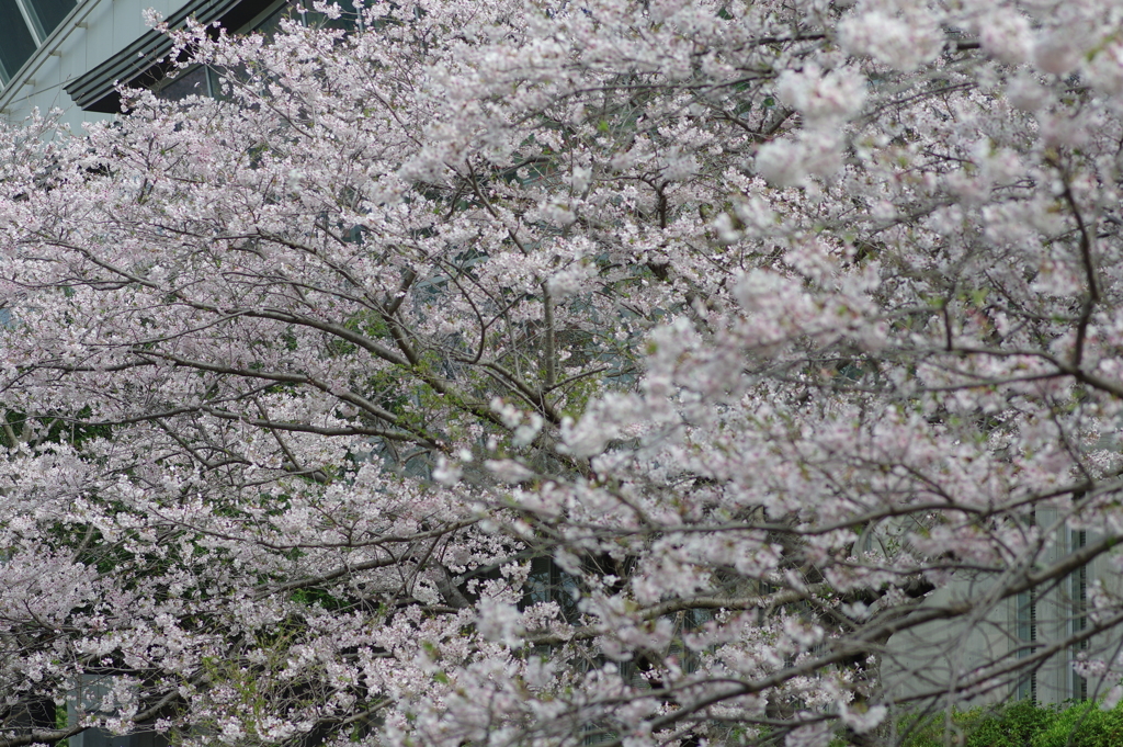 雨上がり一人でお花見