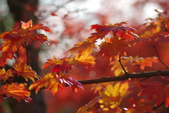 伊藤公記念公園の紅葉