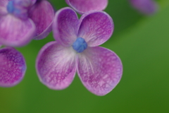 実家庭の紫陽花