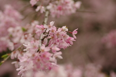 雨上がりお花見2021