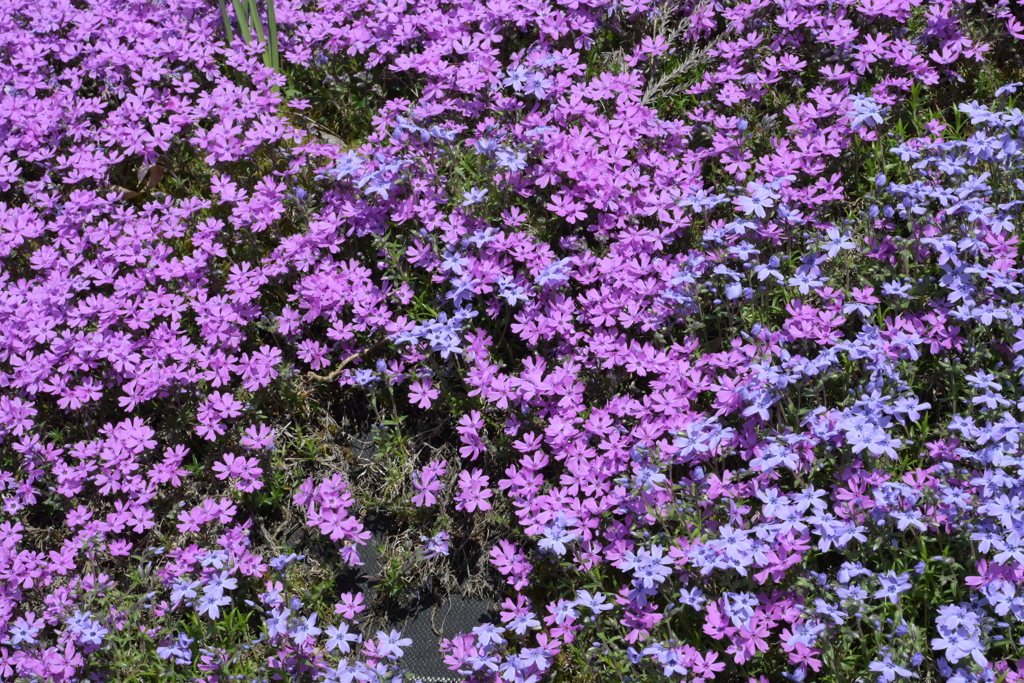 大道理の芝桜