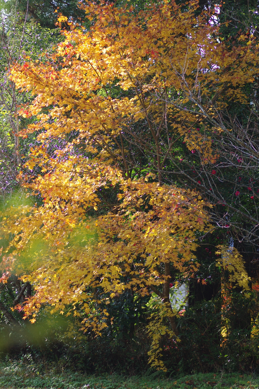 伊藤公記念公園の紅葉