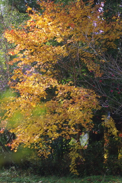 伊藤公記念公園の紅葉
