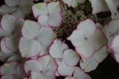 庭紫陽花