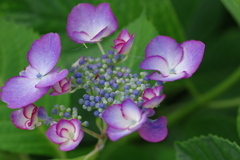 次々開花する紫陽花