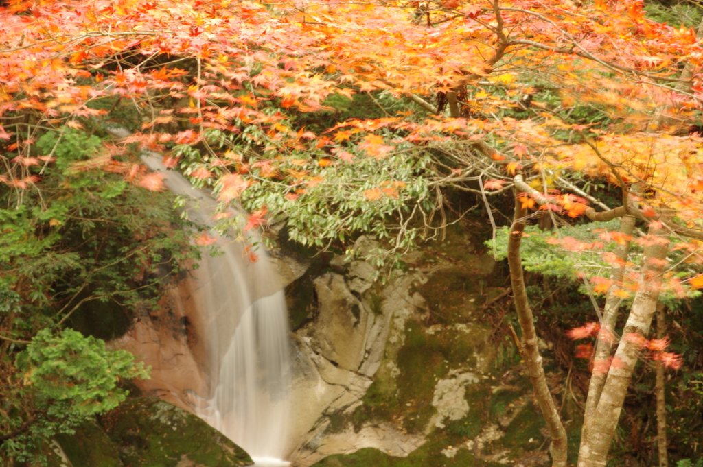 紅葉狩り２０２１