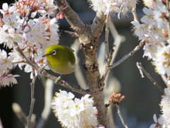 桜とメジロ