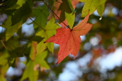 初めての一眼と紅葉W
