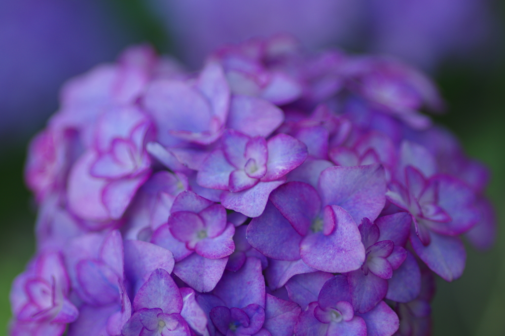 紫陽花は咲いても梅雨入りしない