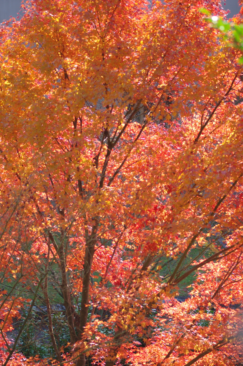 伊藤公記念公園の紅葉