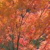 伊藤公記念公園の紅葉