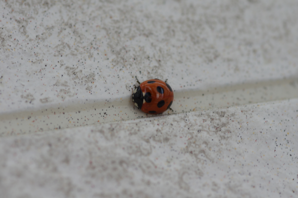 ナナホシテントウ