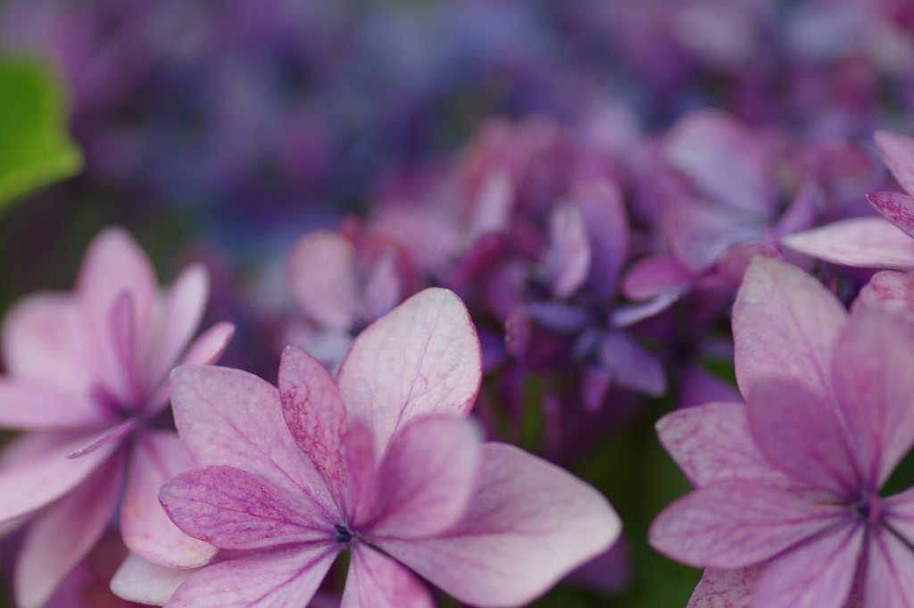 庭紫陽花