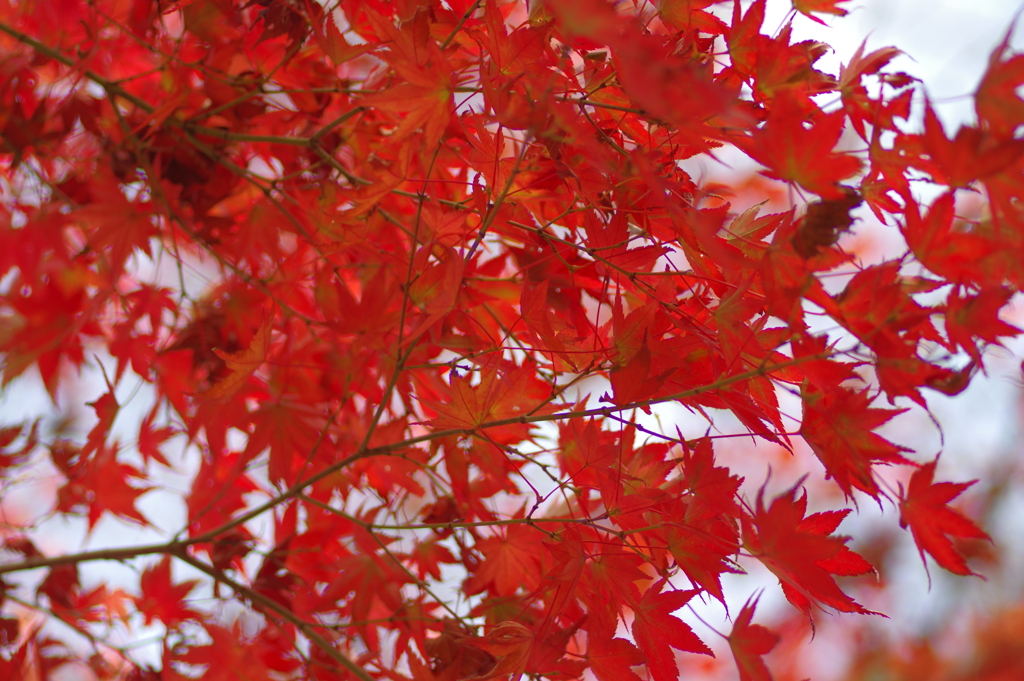 カメラ２台を抱えて紅葉終わり
