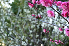 冠梅園