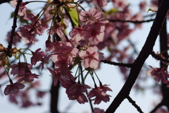 遅咲き河津桜