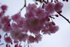 雨上がり一人でお花見