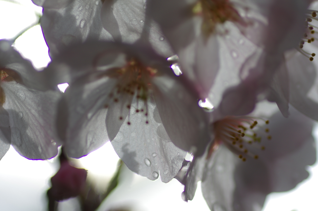 雨上がり一人でお花見