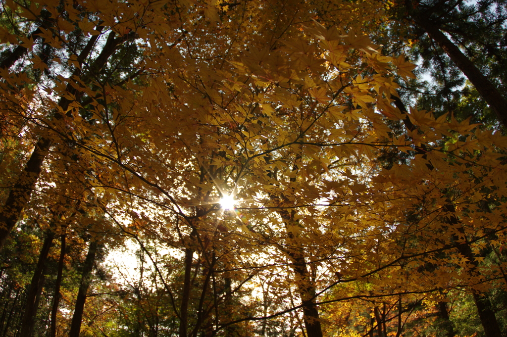 紅葉狩り