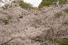 雨上がりお花見2021